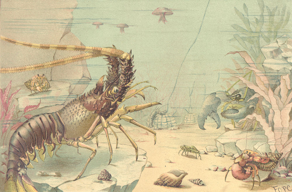 CRUSTACEANS. Crustaceans 1896 old antique vintage print picture